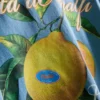 Amalfi-skjorte med sitrongrafikk